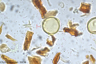 Corylus ferox - lame n° 5308