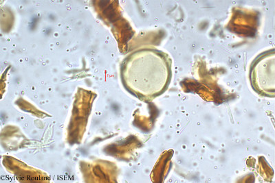 Corylus ferox - lame n° 5308