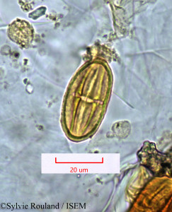 Cossinia pinnata - lame n° 1336