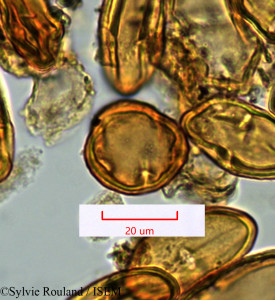 Cossinia pinnata - lame n° 1336