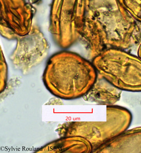 Cossinia pinnata - lame n° 1336