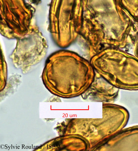 Cossinia pinnata - lame n° 1336