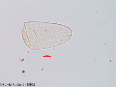 Sylvie.Rouland/Costularia_baronii_2612/Costularia_baronii_2612_0001(copy)_thumb.jpg