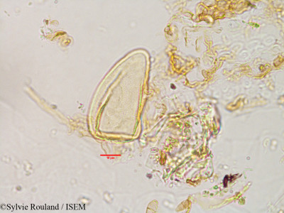 Sylvie.Rouland/Costularia_baronii_2972/Costularia_baronii_2972_0001(copy)_thumb.jpg