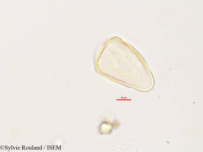 Sylvie.Rouland/Costularia_brevifolia_2990/Costularia_brevifolia_2990_0001(copy)_thumb.jpg