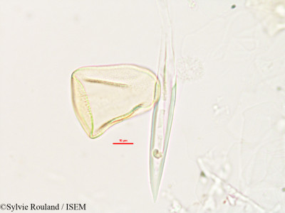 Sylvie.Rouland/Costularia_melleri_2989/Costularia_melleri_2989_0001(copy)_thumb.jpg