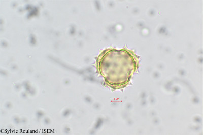 Sylvie.Rouland/Cotula_anthemoides_170/Cotula_anthemoides_170_0001(copy)_thumb.jpg