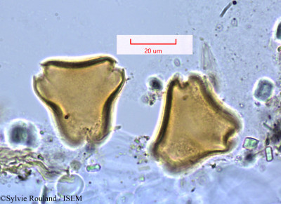 Cotylodiscus stelechanthus - lame n° 1265