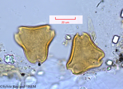 Cotylodiscus stelechanthus - lame n° 1265