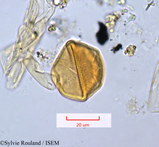 Cotylodiscus stelechanthus - lame n° 1265