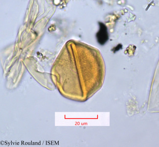 Cotylodiscus stelechanthus - lame n° 1265