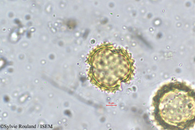Sylvie.Rouland/Crassocephalum_crepidioides_5761/Crassocephalum_crepidioides_5761_0001(copy)_thumb.jpg