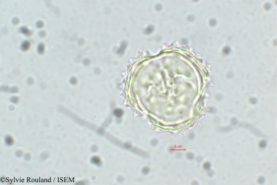 Sylvie.Rouland/Crassocephalum_macropappus_5699/Crassocephalum_macropappus_5699_0001(copy)_thumb.jpg