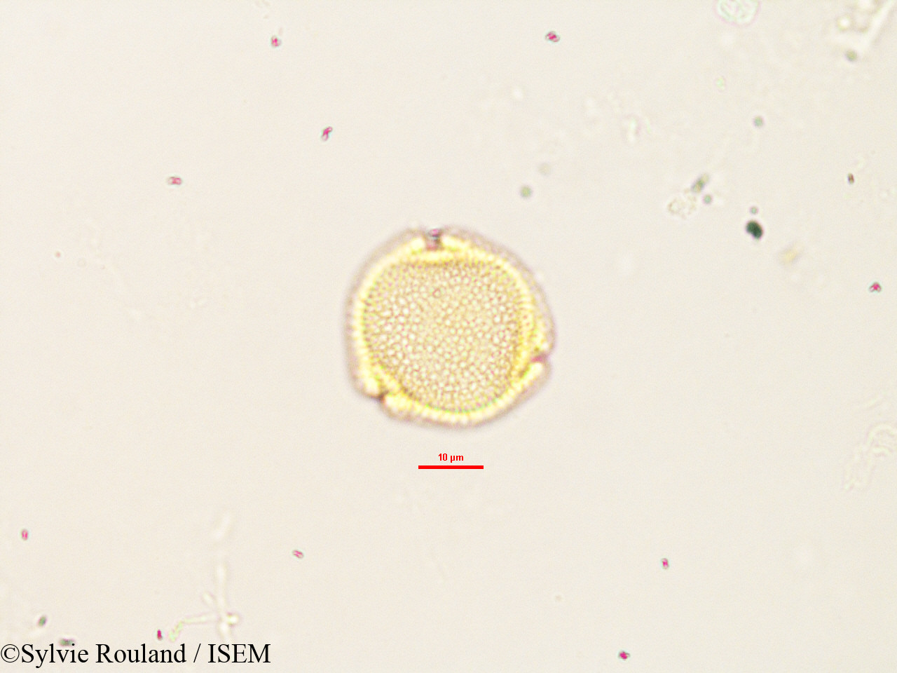 Sylvie.Rouland/Craterispermum_laurinum_2903/Craterispermum_laurinum_2903_0001(copy).jpg