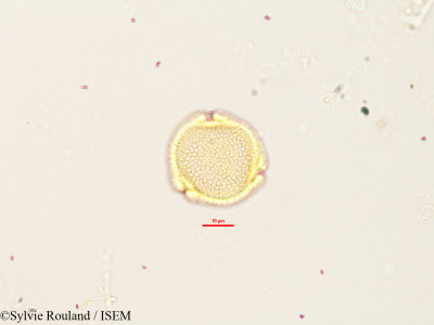 Sylvie.Rouland/Craterispermum_laurinum_2903/Craterispermum_laurinum_2903_0001(copy)_thumb.jpg