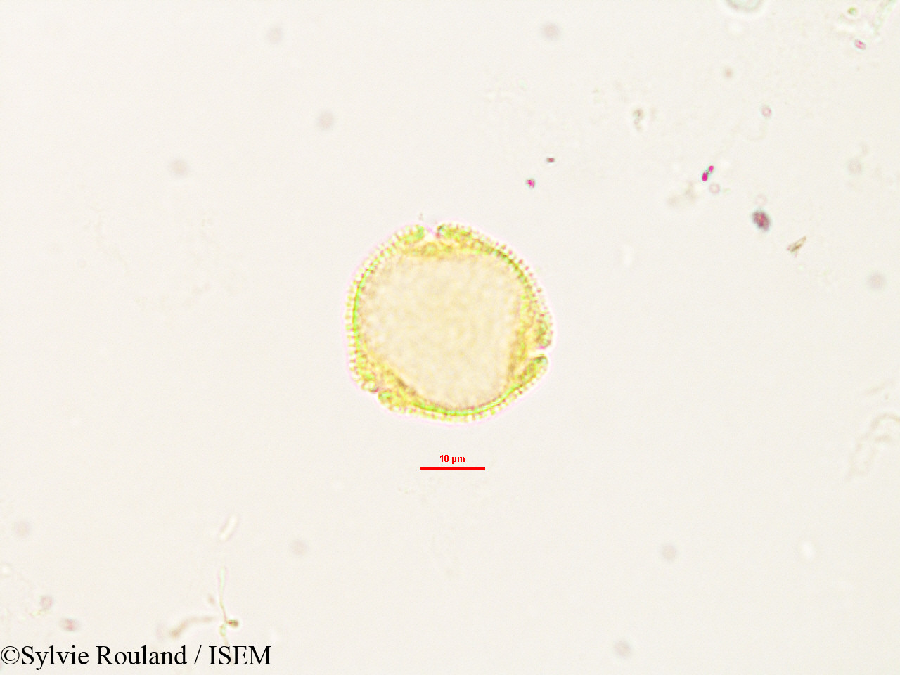Sylvie.Rouland/Craterispermum_laurinum_2903/Craterispermum_laurinum_2903_0002(copy).jpg