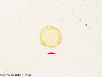 Craterispermum laurinum - lame n° 2903