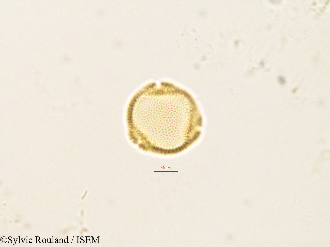 Sylvie.Rouland/Craterispermum_laurinum_2903/Craterispermum_laurinum_2903_0003(copy).jpg