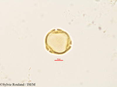 Craterispermum laurinum - lame n° 2903