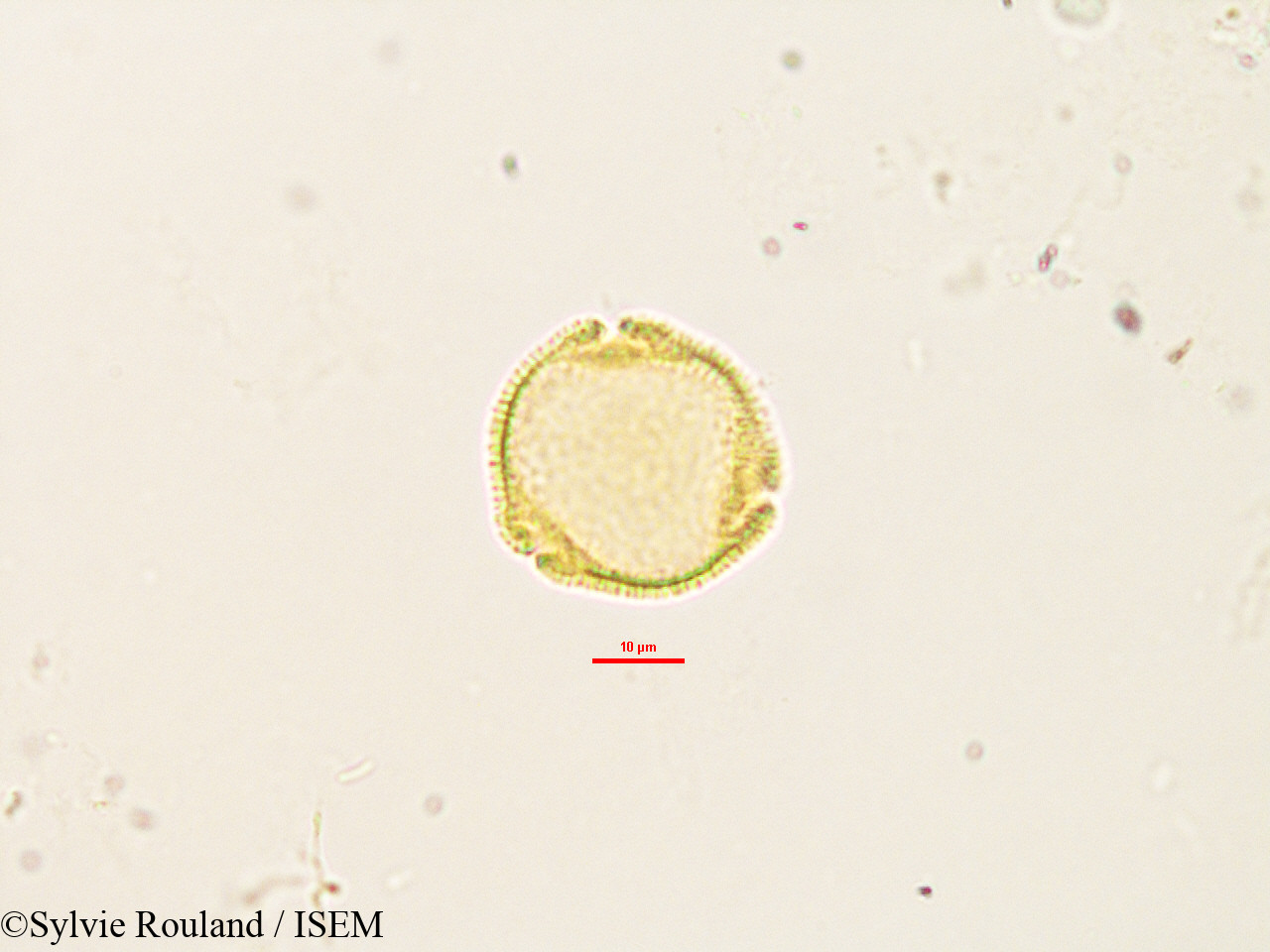 Sylvie.Rouland/Craterispermum_laurinum_2903/Craterispermum_laurinum_2903_0004(copy).jpg