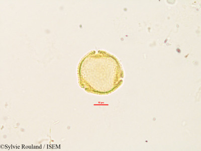 Craterispermum laurinum - lame n° 2903