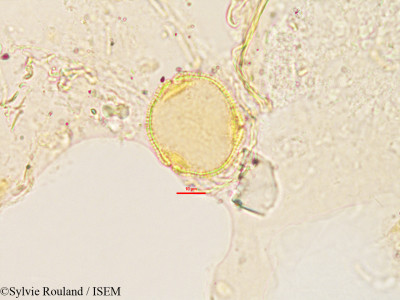 Craterispermum laurinum - lame n° 2903