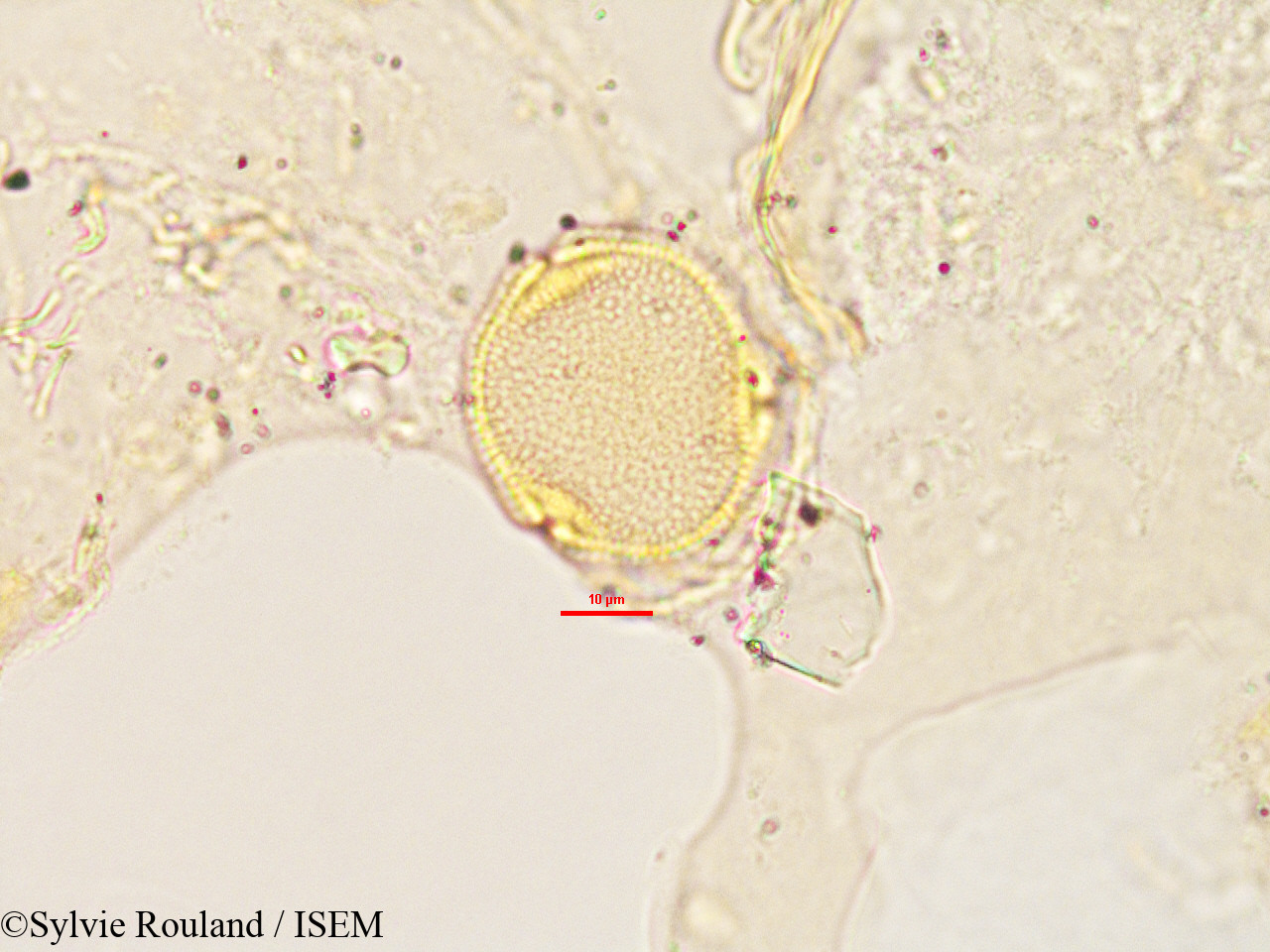 Sylvie.Rouland/Craterispermum_laurinum_2903/Craterispermum_laurinum_2903_0006(copy).jpg