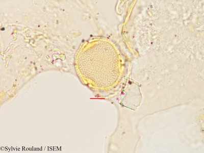 Craterispermum laurinum - lame n° 2903