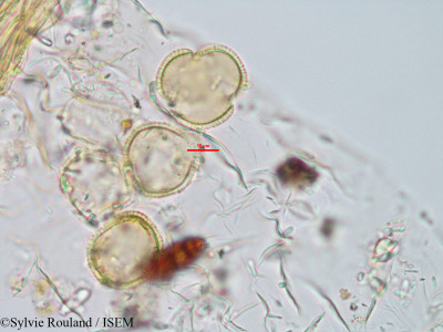 Sylvie.Rouland/Craterostigma_perrieri_1440/Craterostigma_perrieri_1440_0001(copy)_thumb.jpg