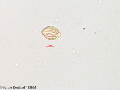 Sylvie.Rouland/Crateva_obovata_3299/Crateva_obovata_3299_0001(copy)_thumb.jpg