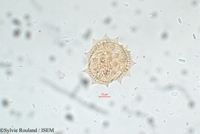 Sylvie.Rouland/Crepis_paludosa_5888/Crepis_paludosa_5888_0001(copy)_thumb.jpg