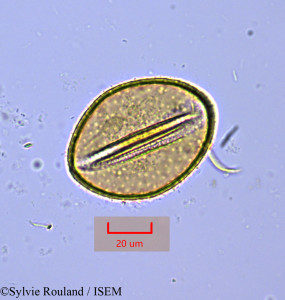 Sylvie.Rouland/Crinum_firmifolium_1484/Crinum_firmifolium_1484_0001(copy)_thumb.jpg