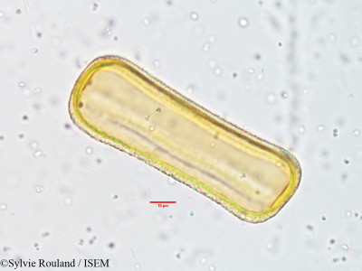 Sylvie.Rouland/Crossandra_undulaefolia_3810/Crossandra_undulaefolia_3810_0001(copy)_thumb.jpg