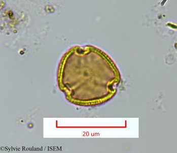 Sylvie.Rouland/Crossonephelis_pervillei_1335/Crossonephelis_pervillei_1335_0001(copy)_thumb.jpg