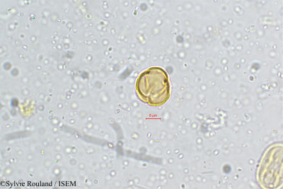Sylvie.Rouland/Crotalaria_albida_5161/Crotalaria_albida_5161_0001(copy)_thumb.jpg