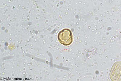 Crotalaria albida - lame n° 5161