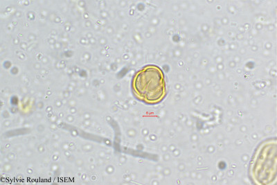 Crotalaria albida - lame n° 5161