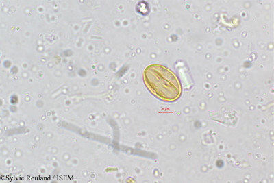 Crotalaria albida - lame n° 5161