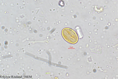 Crotalaria albida - lame n° 5161