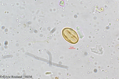 Crotalaria albida - lame n° 5161