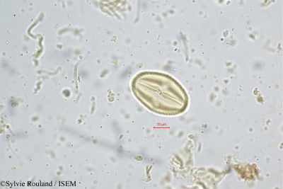 Crotalaria barbata - lame n° 5197
