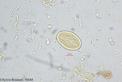 Crotalaria barbata - lame n° 5197