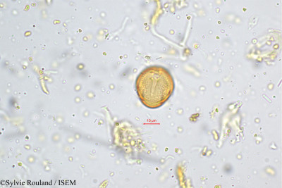 Crotalaria barbata - lame n° 5197