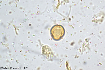 Crotalaria barbata - lame n° 5197