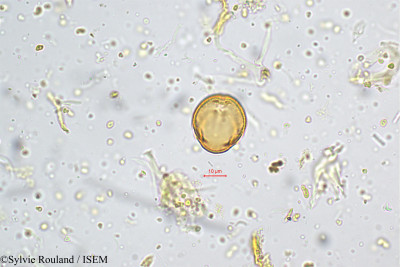 Crotalaria barbata - lame n° 5197