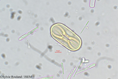 Crotalaria biflora - lame n° 5493