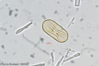 Crotalaria biflora - lame n° 5493