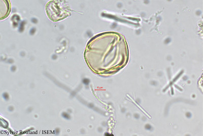 Crotalaria biflora - lame n° 5493