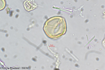 Crotalaria biflora - lame n° 5493