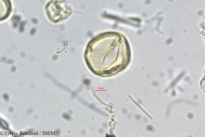 Crotalaria biflora - lame n° 5493